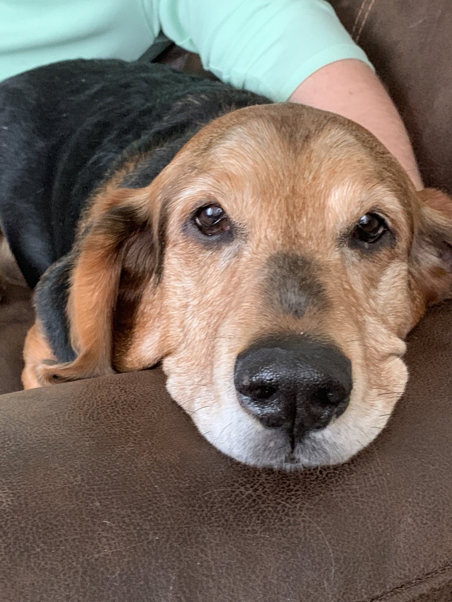 PromoJessi's tweet photo. My Tobers crossed the rainbow tonight. We rescued him 4 yrs ago &amp; he had the best twilight - swimming, walks, ice cream. I’m going to miss this damn dog so much. #bassethound #seniorrescue https://t.co/SsLzVc2ASC
