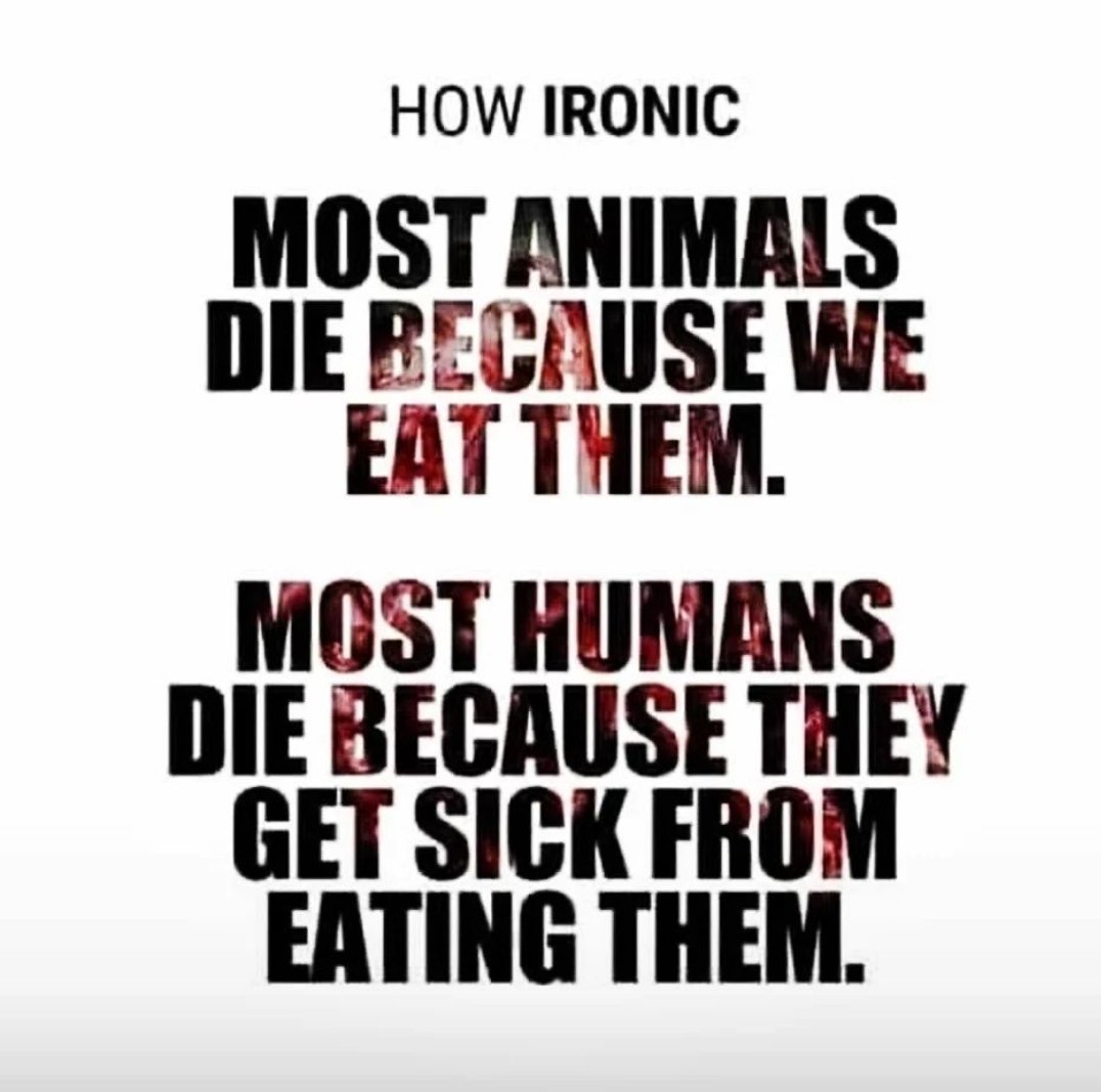 VystopiaMusic's tweet photo. The irony of eating neat.
#KillToEat #KilledByEating #GoVegan #PlantBasedTreaty https://t.co/JPPXEUM1Qi