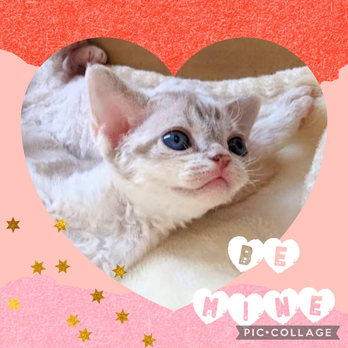 新しいお名前はレアちゃん♥
#devonrex #デボンレックス #猫 #子猫 #犬みたいな猫 #猫アレルギー #ブリーダー #キャッテリー #cattery #発達障害 #こどもと猫