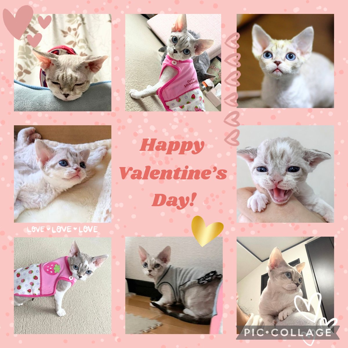 レアちゃん✨末永くお幸せに💖
#devonrex #デボンレックス #猫 #子猫 #犬みたいな猫 #猫アレルギー #ブリーダー #キャッテリー #cattery #発達障害 #こどもと猫