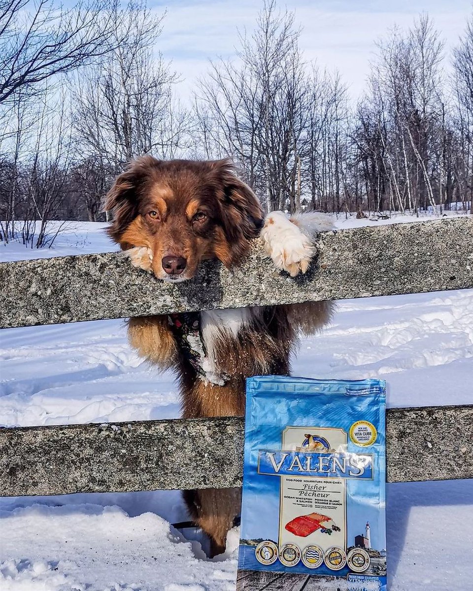 Repost from #ElodieDogs

As-tu fini avec tes photos? C'est l'heure du souper! 

#valenspetnutrition #gogourmet #dogsofquebec