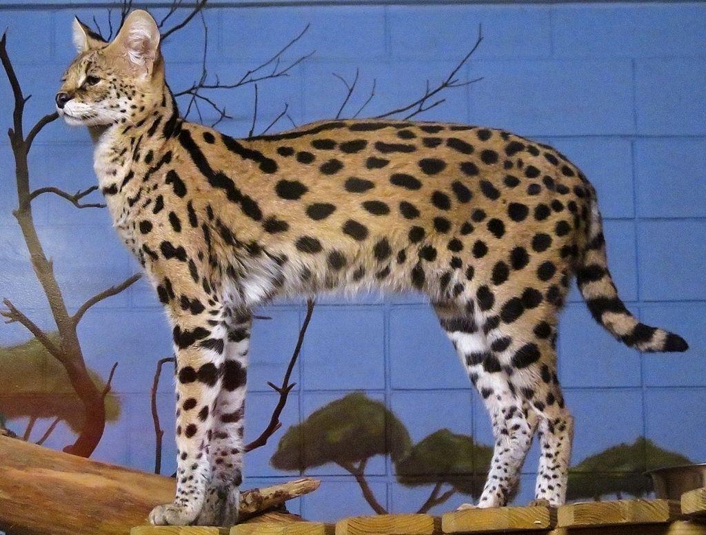 Саванна ашера. Мейн кун ашера. Вес котят саванна. Сервал ашера саванна. Сибирская кошка саванна.