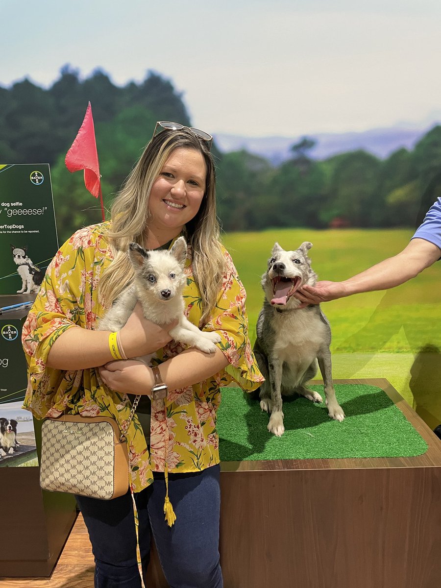Kmw1026's tweet photo. I feel like I can’t tag along to the @GCSAAConference without getting to hold some cute pups from @Flyawaygeese Seeing their dogs work is always a highlight!!! @BayerGolf #goosedogs https://t.co/IXifAq5SZI
