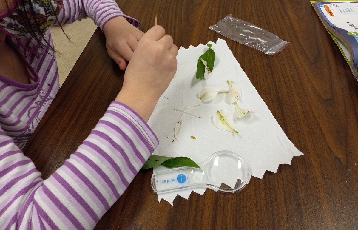 PartridgeElem's tweet photo. We have been getting our hands dirty during science down the 4th-grade hallway. The students have been learning about the external and internal structures of plants, so we have been dissecting flowers and celery stalks to grasp the complete process of these structures. #PartLeads https://t.co/WVJOgrol8Y