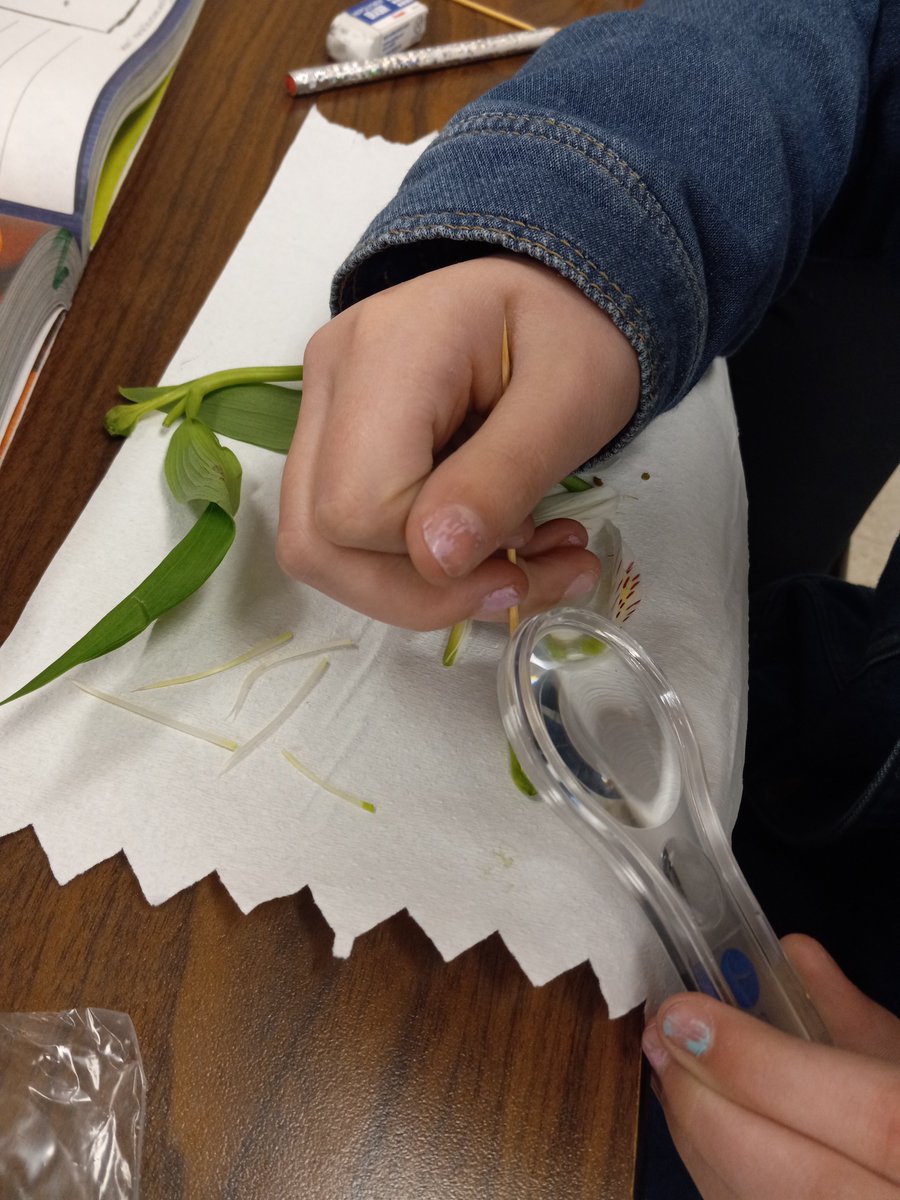 PartridgeElem's tweet photo. We have been getting our hands dirty during science down the 4th-grade hallway. The students have been learning about the external and internal structures of plants, so we have been dissecting flowers and celery stalks to grasp the complete process of these structures. #PartLeads https://t.co/WVJOgrol8Y