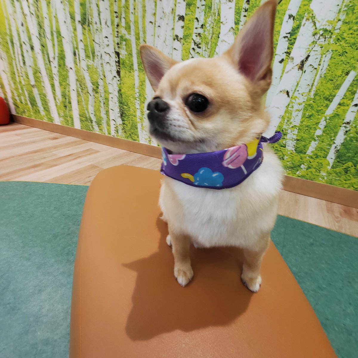 今日はトリミングの日終わり、おすまし。