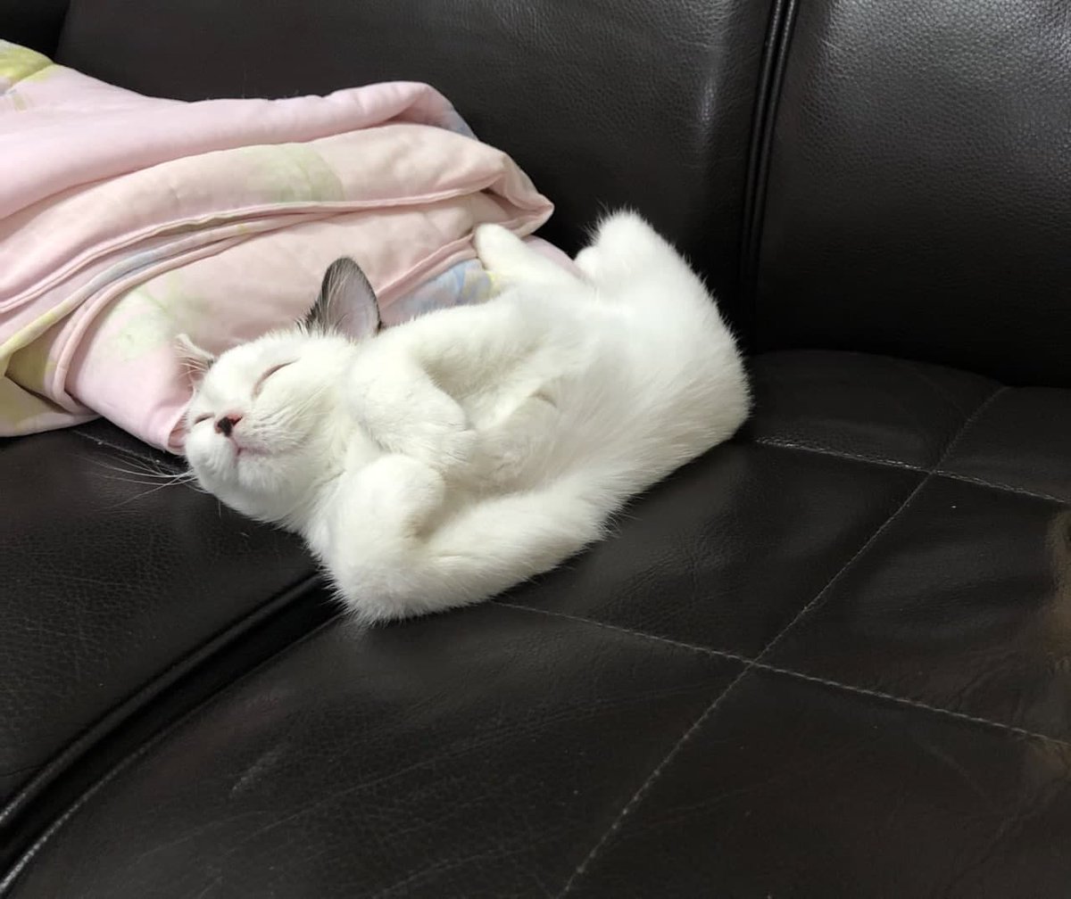 lisa61234603's tweet photo. Still a cute cat https://t.co/QKNbQ1Yu9s