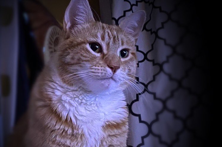 Jorts (and Jean) tweet media