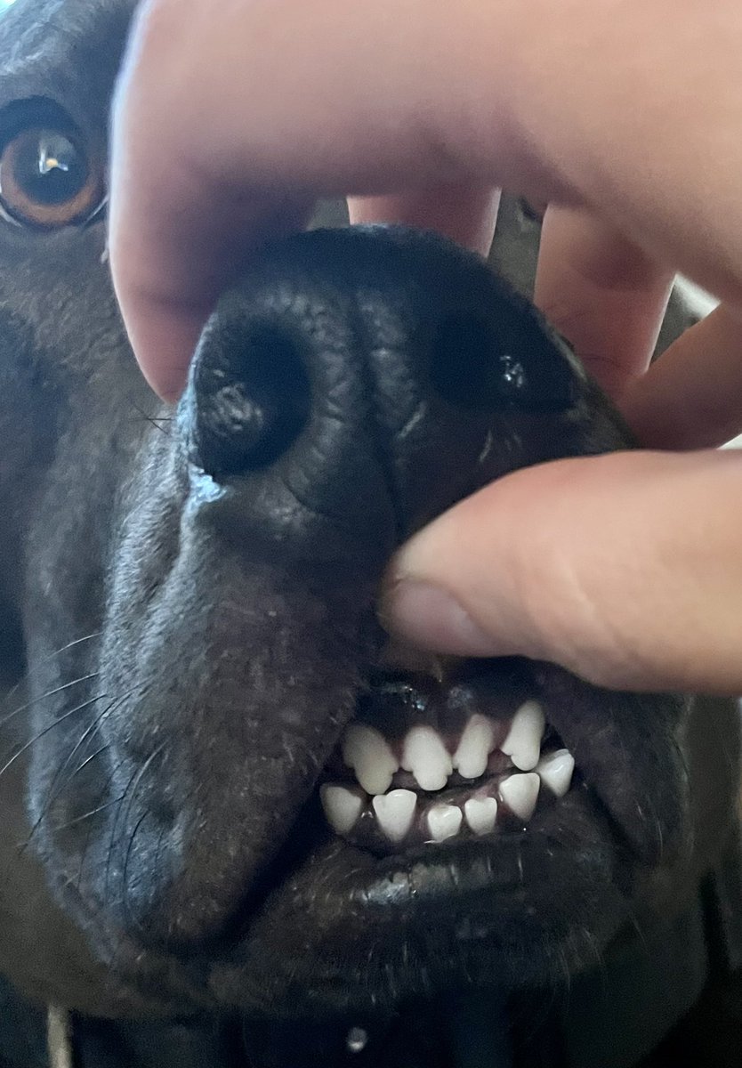 allisoncarson's tweet photo. @dog_rates @Trupanion Troy has an underbite that he’s self conscious about. He’s perfect in every way! https://t.co/8F7CoaV16d