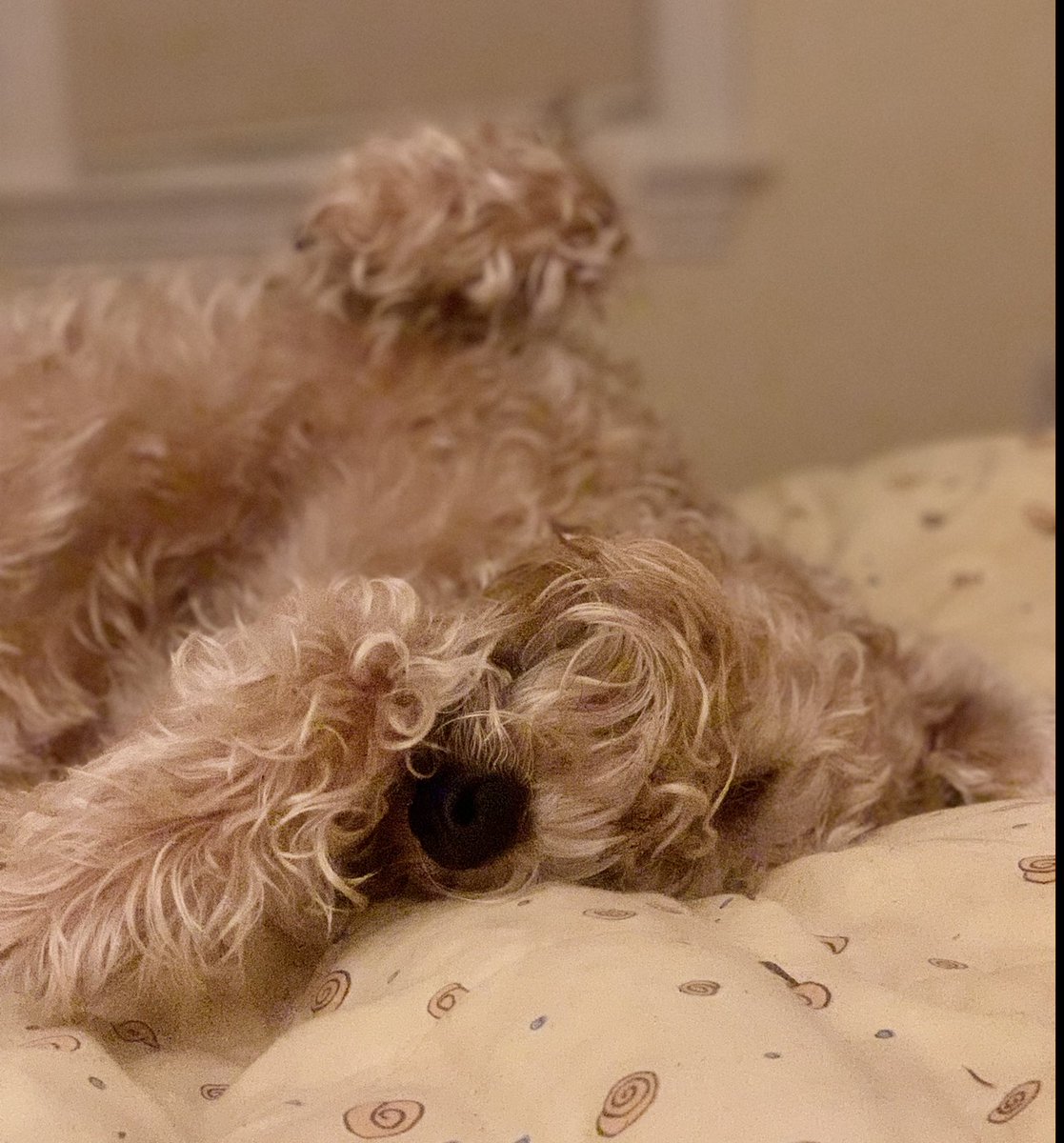 TerrierWheaten's tweet photo. Big day Frenz…Sleepy Time!
#dogsoftwitter #sleepytime #puppies #fatnap 🐕😃🙃😝👍 https://t.co/obYYDlhrKC