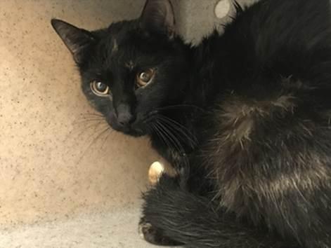 NYCDEATHROWCATS's tweet photo. Bumblebee is a frightened gal who was brought to the shelter as a stray. She needs a new home where she can relax and regroup. Come make a new friend with Bumblebee at MACC. https://t.co/XhgI0wLg6k https://t.co/oyg9eqhcDm