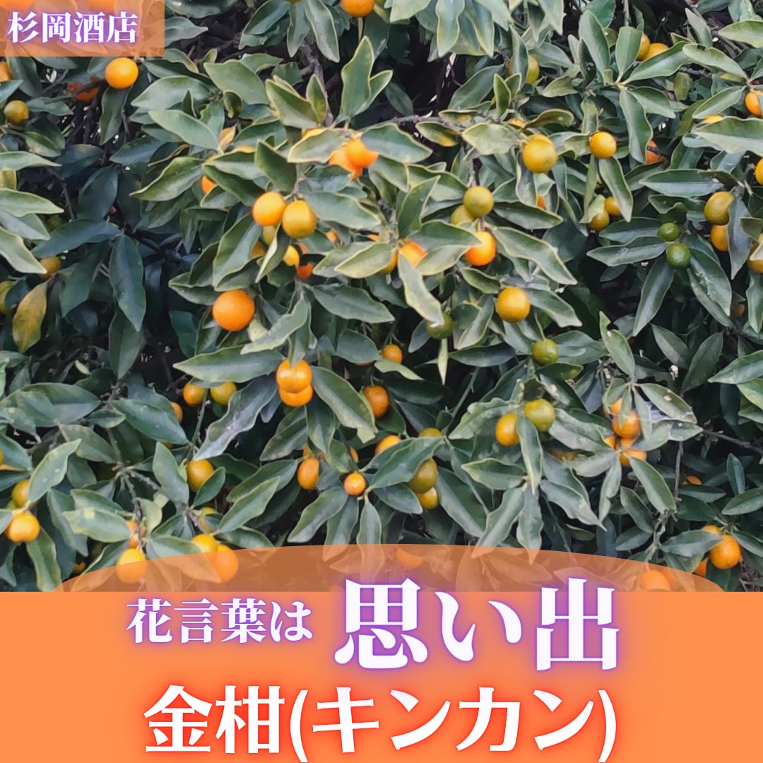 2568sugi's tweet photo. 金柑(キンカン)、花言葉は「思い出」です。
観賞用と食用の2種類があることに驚きました。
花言葉の思い出も食べると甘酸っぱい所からきているそうなので世間でも食べるイメージが強いのですね。

#金柑
#キンカン
#花言葉
#思い出
#観賞用
#食用
#花
#Flower
#葛城エール
#奈良県
#葛城市
#杉岡酒店 https://t.co/VsRnOynRsM