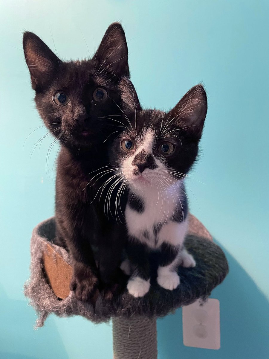 nicolebooooo's tweet photo. @ranaltboo I foster kittens and SO MANY OF THEM are you-themed (these guys were particularly cute) https://t.co/SAAInNa8L3