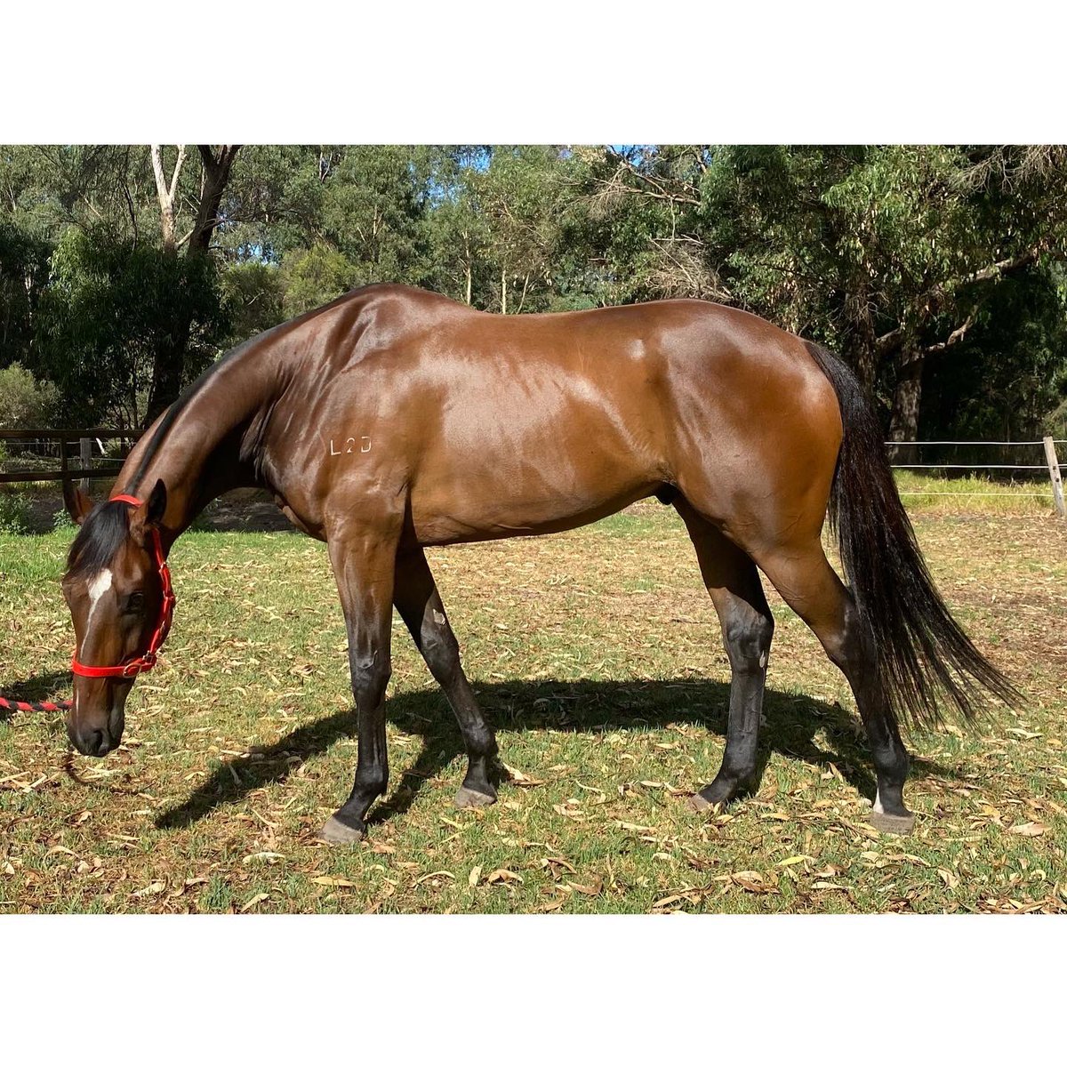 ▪️IN THE BAG▪️looking amazing for his first up run at Ascot today!
#valentiracing