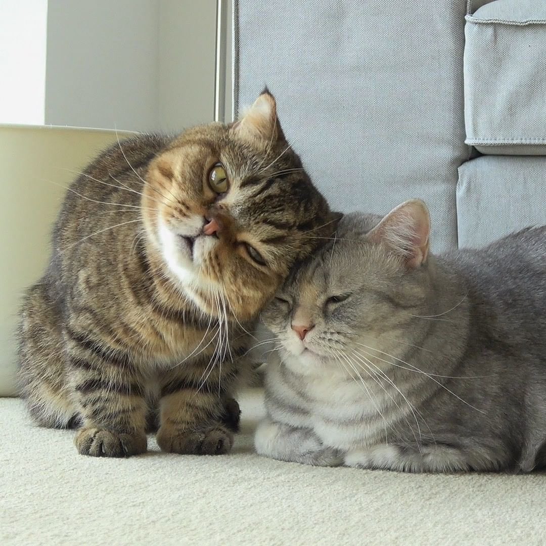 kittisaurus7's tweet photo. LuLu: I love you, TT~💕
TT: Your love only fills me with hate

#kittisaurusvillains #Villains #Claireluvcat #truelove #catgrooming https://t.co/ve7lW8JRhF