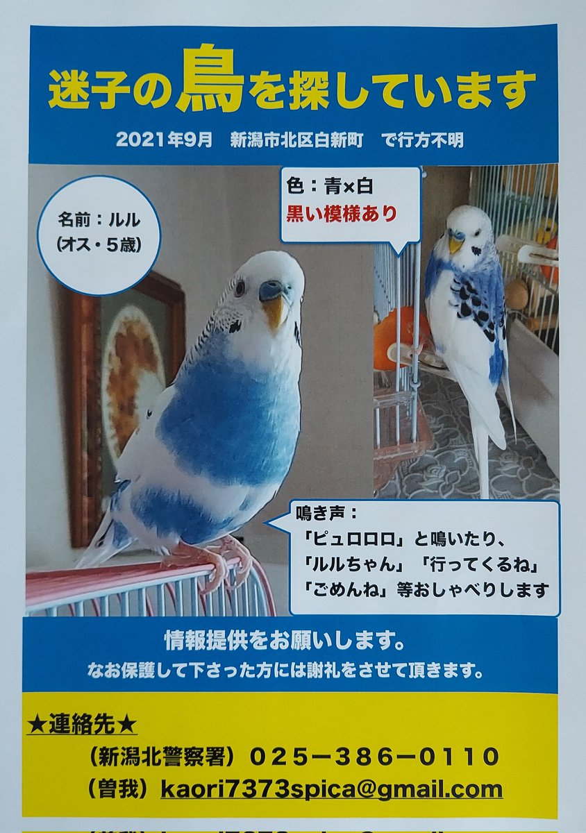 spica4319's tweet photo. 昨年9月に迷子になってから、情報が皆無です
新潟市北区やその近隣にお住まいの方で青×白の雀くらいの小鳥を見かけた、保護鳥さんを飼っている方を知っている等の情報はありませんか？
お知らせ願えればありがたいです🙇‍♀️💦💦

#迷子鳥　　#新潟県
#拡散希望RTお願いします https://t.co/QNW0L6s1Uu