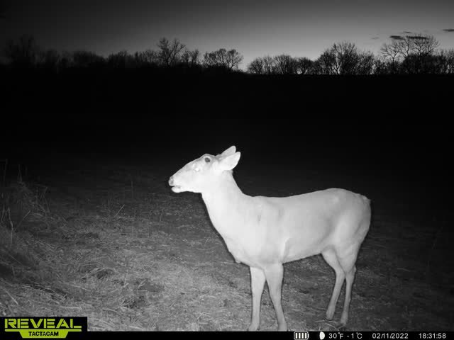 KincaidEric's tweet photo. Bob!! From both to one to none in just a few days. #ShedHunting https://t.co/wxj0Fm7Tuy