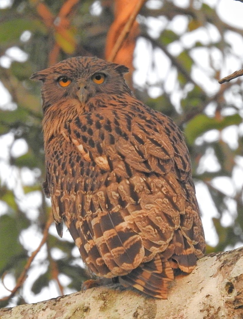 snshindol's tweet photo. Brown fish owl (Bubo zeylonensis) 11.02.2022
📷 this magnificent @hindolbeauty #birdofprey yesterday, while on jungle drive in my #IncredibleHindol 😍
In the ensuing excitement, can't recall who 📷 this pic, #Bapun or me 😅😂
@hindolpalace
#nature #positivevibes @nat_uralbeauties https://t.co/paQyvjCFJ6