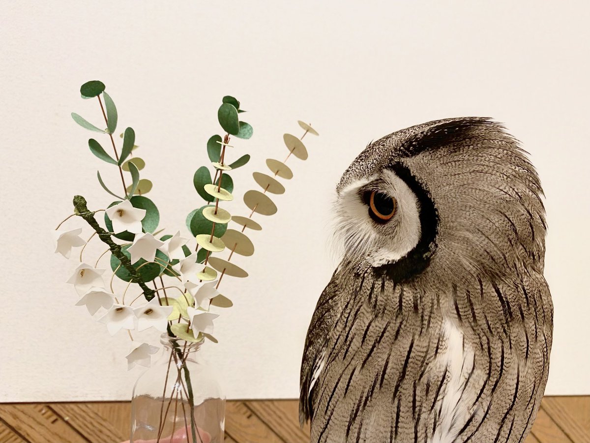 こちらはスズランの花🤍🌿
ミュゲさんとお揃い🥰
ひとつひとつ手作りのアート作品✨
優しい感じがお気に入りです☺️💞
Kateさん(<a href="/KaperKate/">Kate</a>)に感謝🦉
#アフリカオオコノハズク
#フクロウ #owl
#ペーパーアート