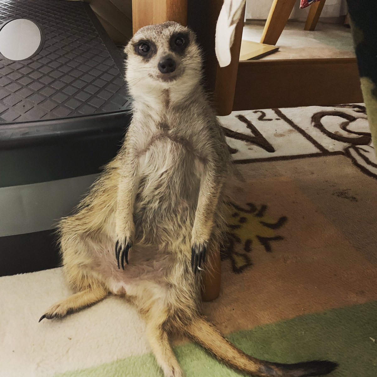 全てを失ったミーアキャット がこちら でもミーアキャットって結構全てを失いがちらしい ガチャ爆死したときの俺 Togetter