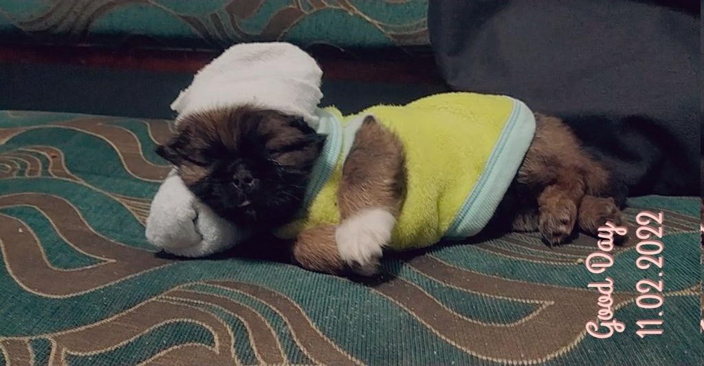 GuelmisB's tweet photo. Le regalan un perro a mi amiga y le dicen,este perro es una fiera:
La fiera👇 https://t.co/MEKaIFmd7f