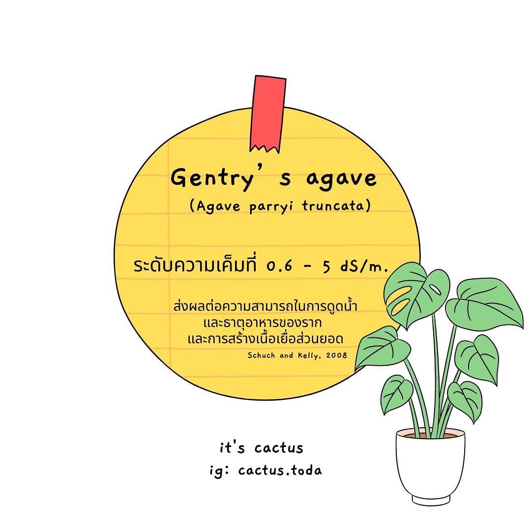 ItCactus's tweet photo. ทนไหวไปต่อ ไม่ไหวแพ้บาย https://t.co/p289lj8qJT