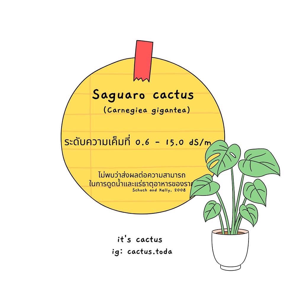 ItCactus's tweet photo. ทนไหวไปต่อ ไม่ไหวแพ้บาย https://t.co/p289lj8qJT