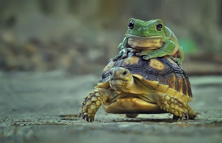 черепаха сидит