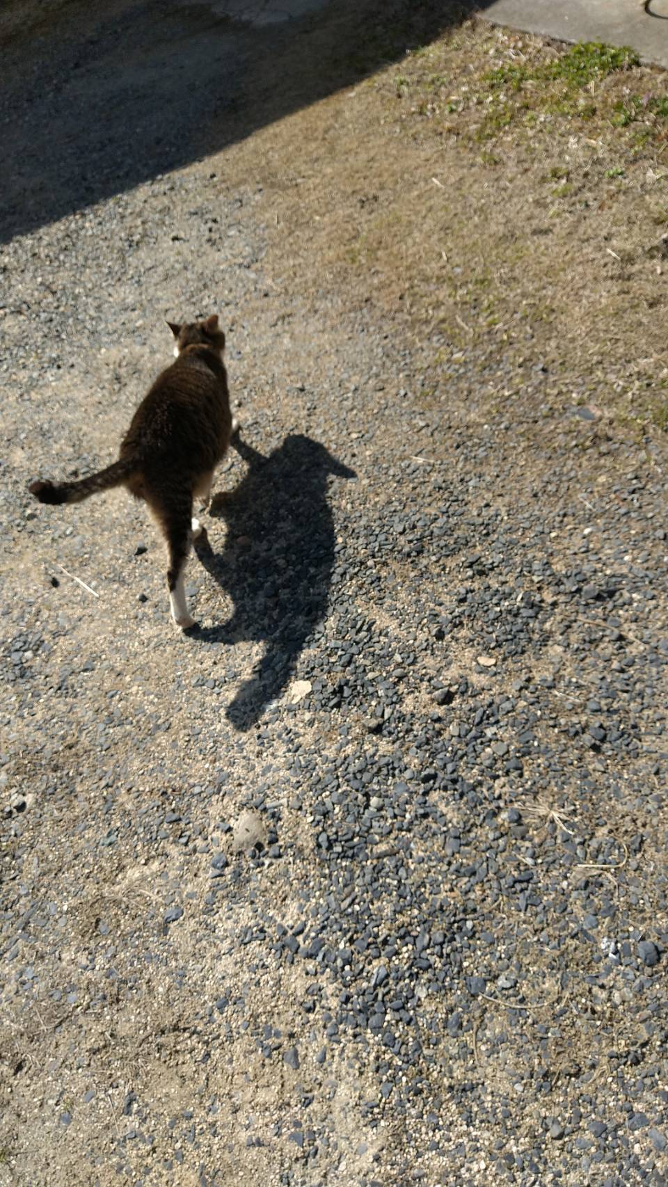 Huumama04 おさんぽにゃん 田舎の猫 猫のいる暮らし T Co Iwnykhwul5 Twitter