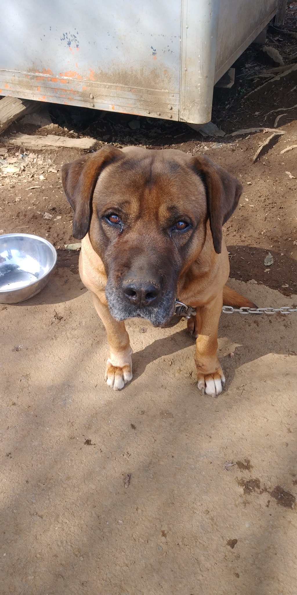 تويتر なかの على تويتر Raid2 犬 土佐闘犬 ちびちゃん可愛いぞ T Co Ofa7nokfzb