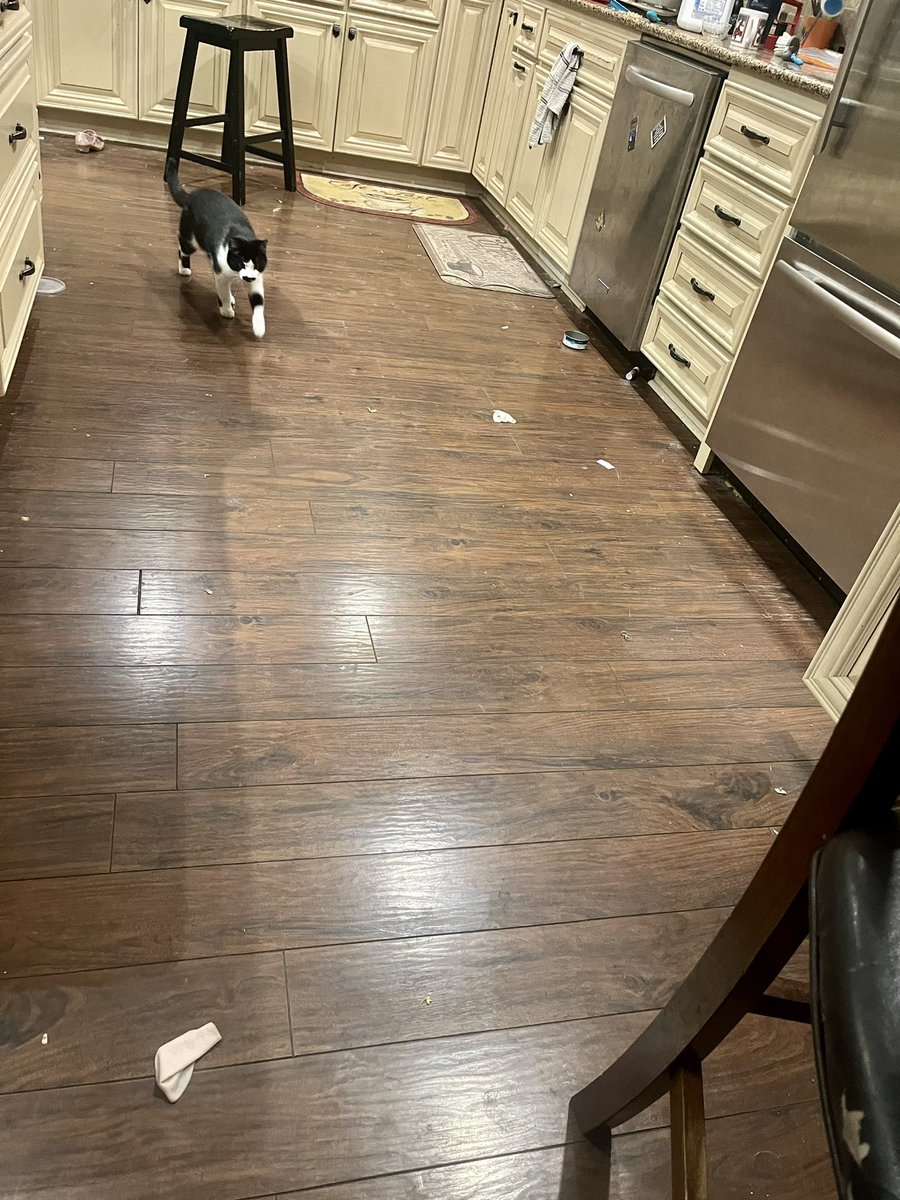 Current contents of my kitchen floor:
🔹One (1) tuna can
🔹Two (2) pieces of deli meat
🔹One (1) glue stick
🔹One (1) sparkly shoe
🔹Miscellaneous detritus

…and one (1) kitty, who will at least clean up the deli meat, making her more helpful than my children.

#MedTwitterKids