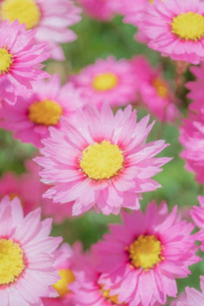 Tourism Voice さぁ 素敵な世界へ 皆様 こんにちは これから明日の夕方まででかけます 明日の 誕生花は ローダンセ 花言葉は 光輝 飛翔 永遠の愛 情にあつい 変わらぬ思い 終わりのない友情温順 それでは佳き週末をお過ごしください T Co