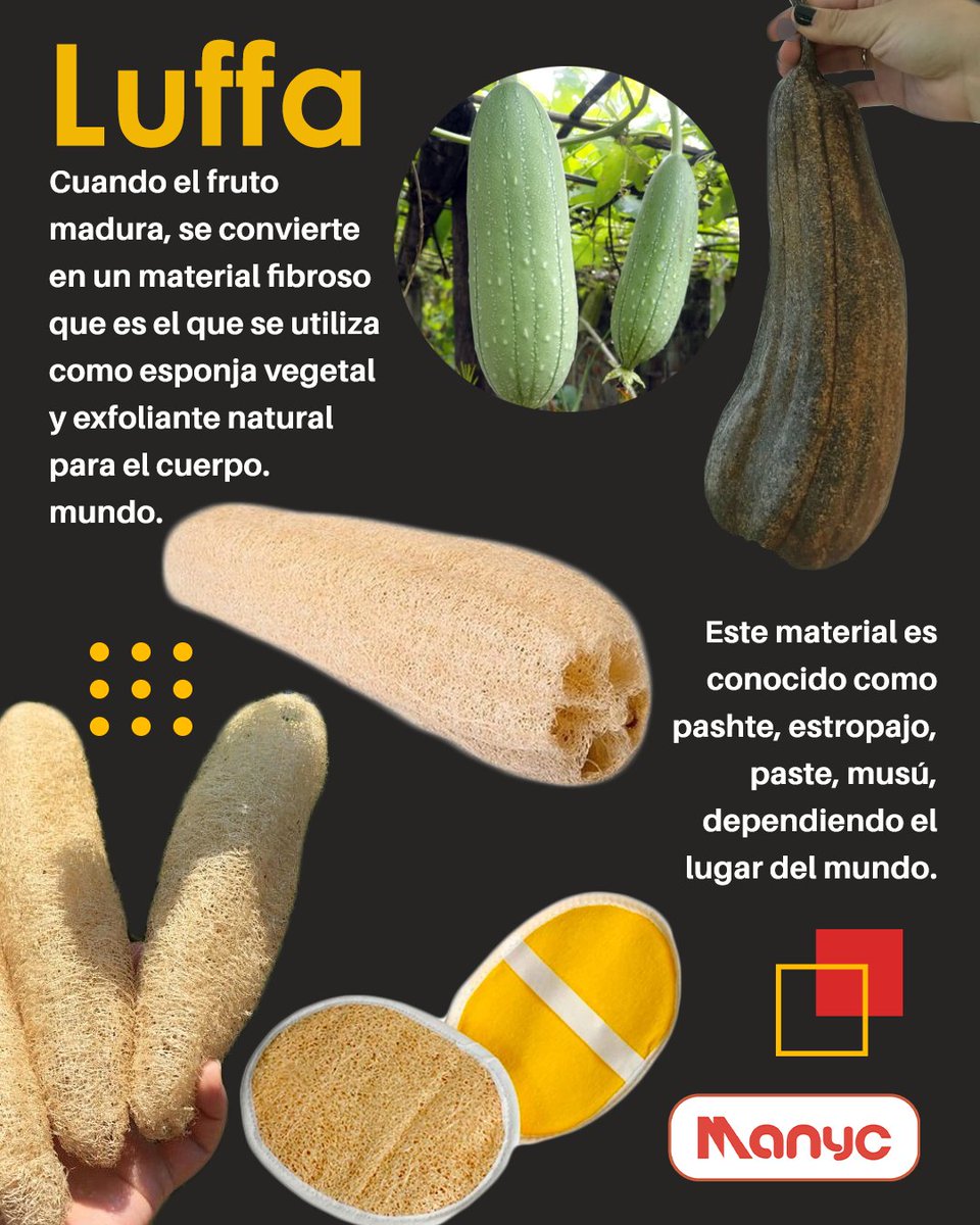 manyc502's tweet photo. ¿Quién ha usado esta maravilla?🤓
Ya sea para lavar alguna superficie o para el aseo personal todos hemos utilizado los tradicionales estropajos en forma alargada. 

 Provienen de una planta alargada muy parecida a la calabaza llamada “calabaza de luffa”. https://t.co/o7fg8ox2ge