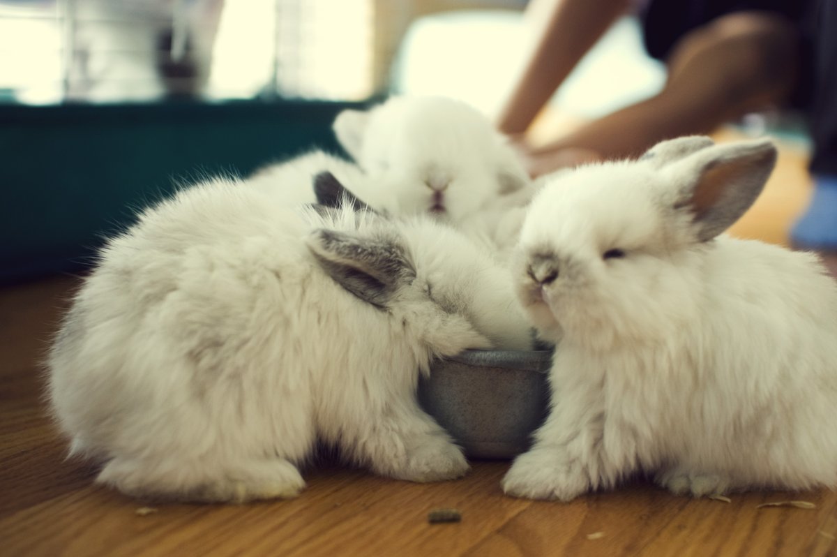 Bunnies (@RabbitEveryHour) on Twitter photo 2022-02-12 04:25:56.