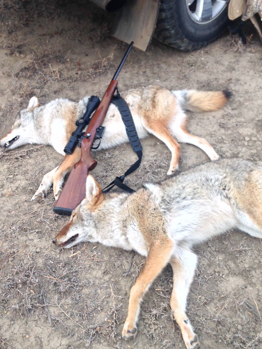 <a href="/wannabecowhand/">The Killer Cowboy©️</a> Coyote lives don’t matter