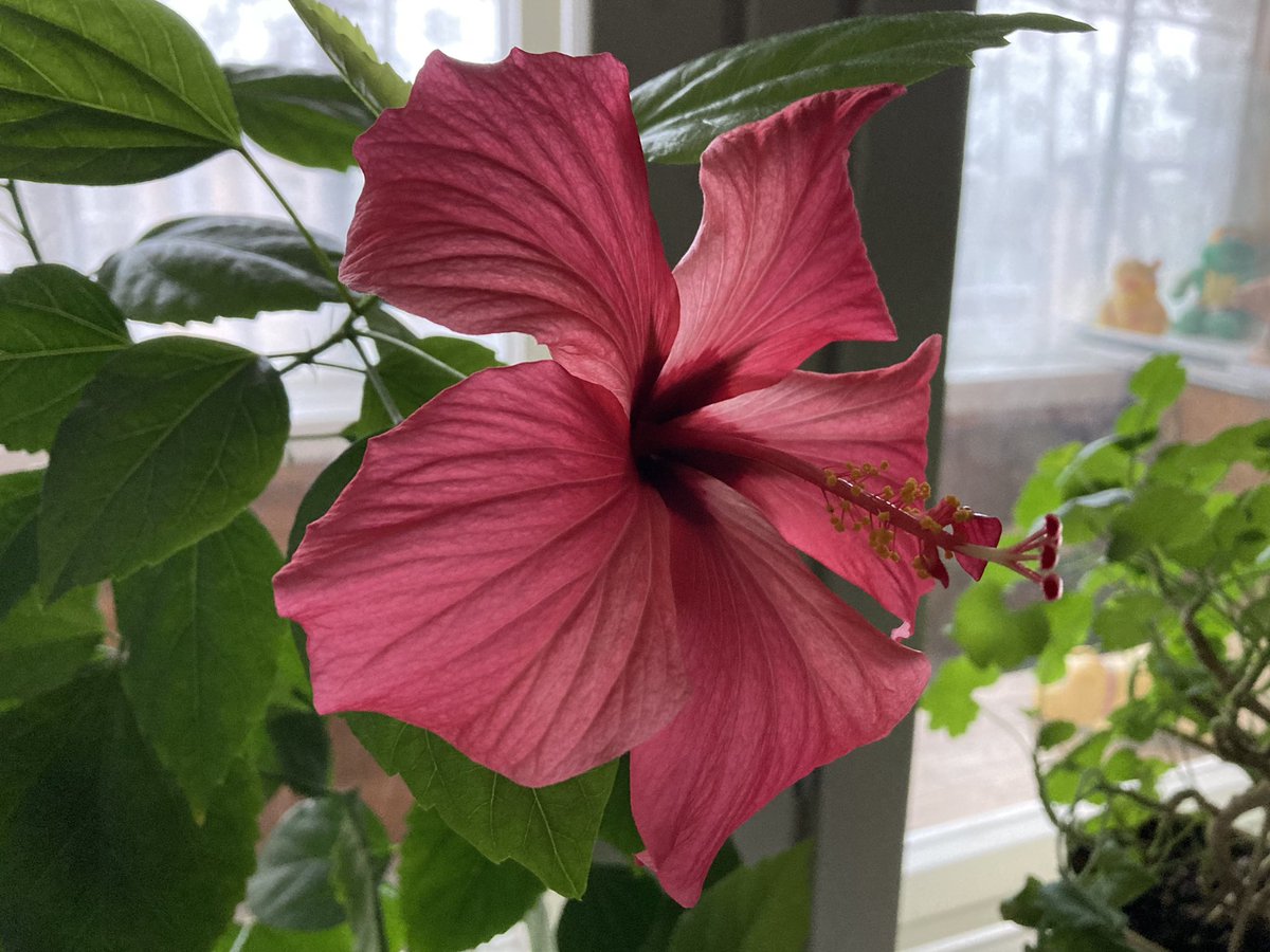 NikitaPost's tweet photo. Our famous flower is blooming again! His vacation, which lasted more than two months, came to an end! :) #morning #goodmorning #flower #flowers #bloom #blooms #beautiful #pretty #photooftheday #flowerphotography #flowersphotography #beautifulflowers #beautifulflower #morninglight https://t.co/xmu4J5g8Dt