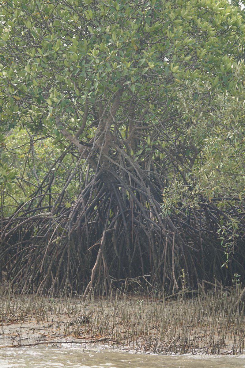 IfsTomar's tweet photo. Different #mangrove species have different adaptations to survive in the saline & anaerobic conditions. One such adaptation of #stiltroots can be associated with mangroves of #rhizophoraceae family. https://t.co/n7eIvJPbPp