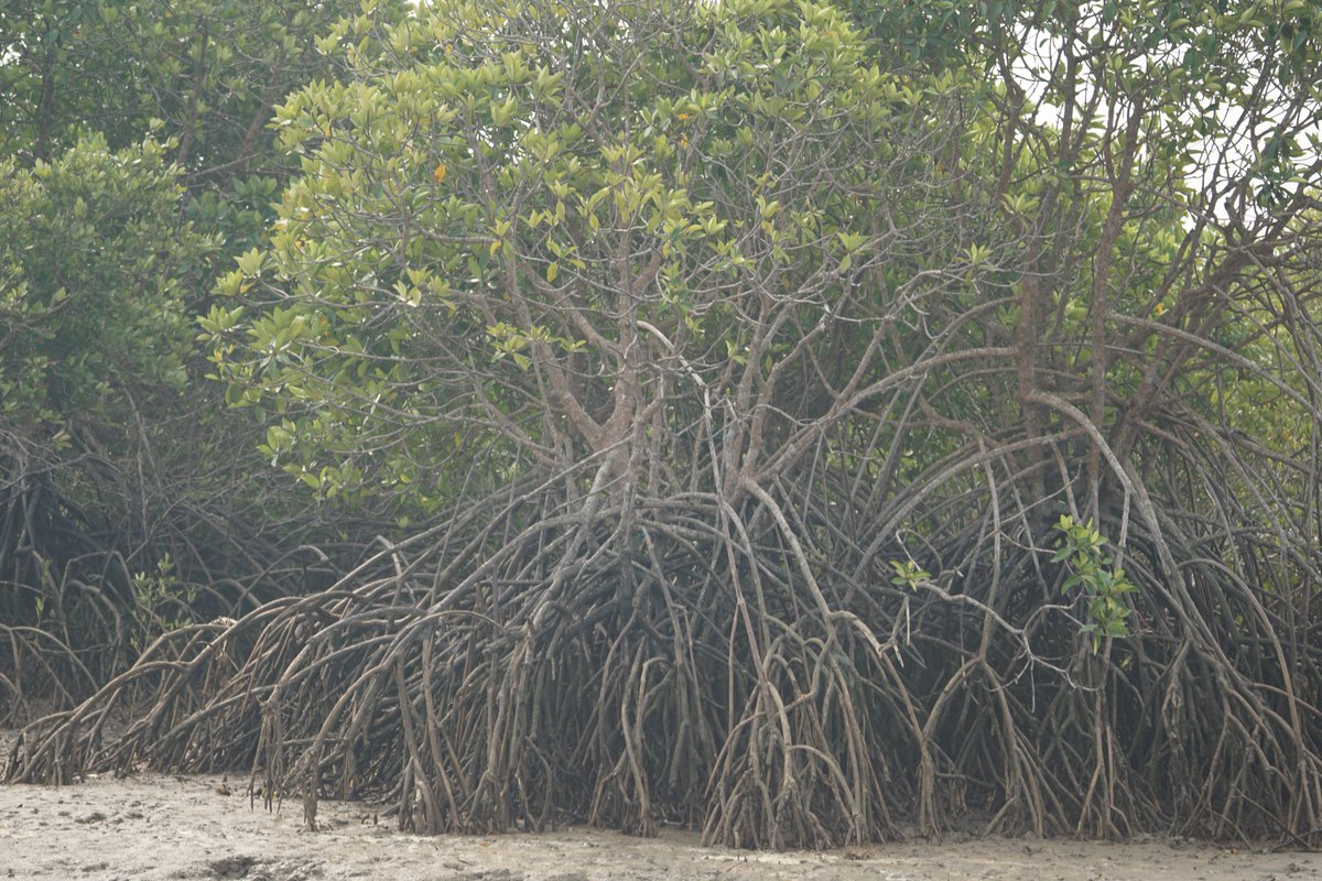 IfsTomar's tweet photo. Different #mangrove species have different adaptations to survive in the saline & anaerobic conditions. One such adaptation of #stiltroots can be associated with mangroves of #rhizophoraceae family. https://t.co/n7eIvJPbPp