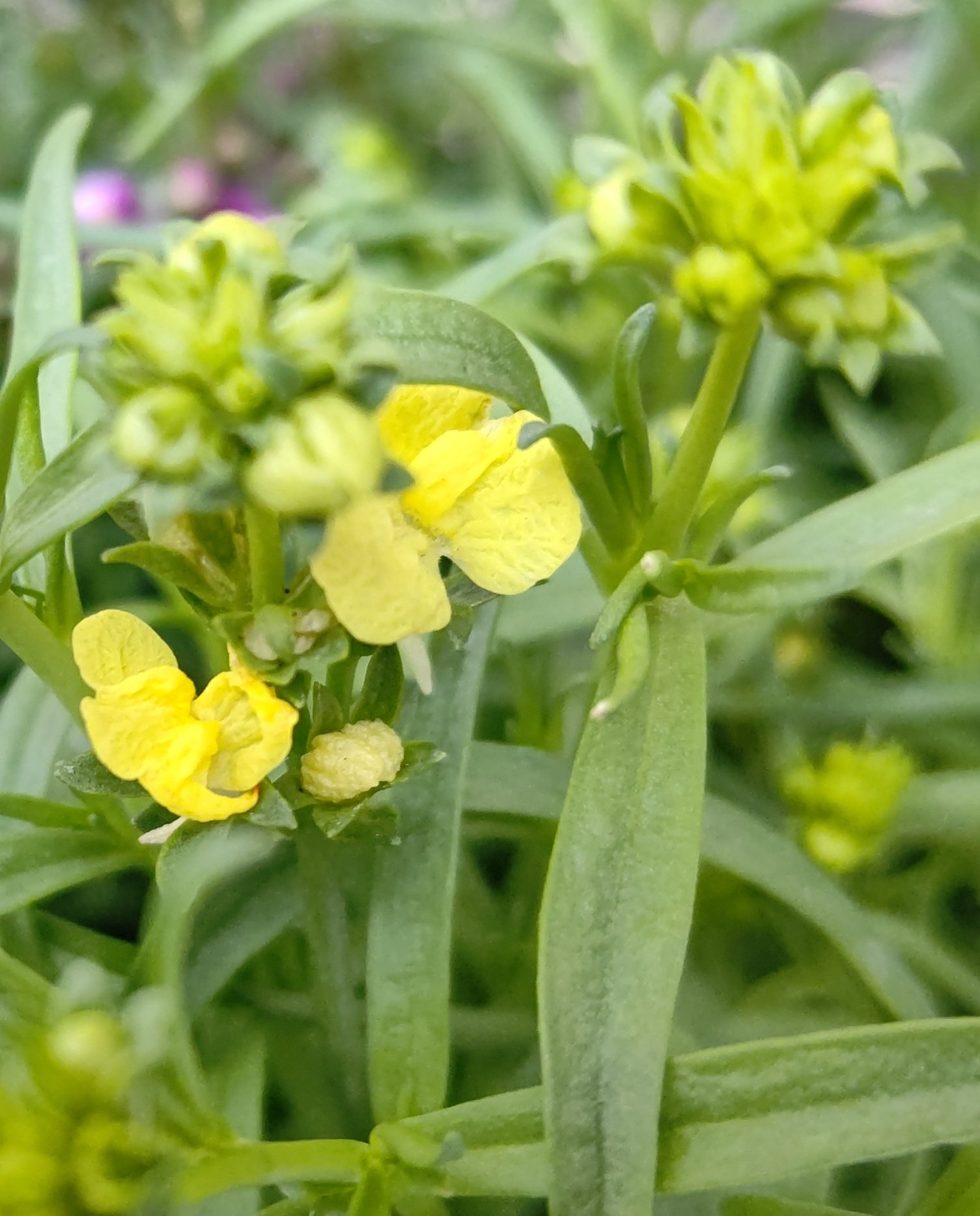 Fumikun 今年も リナリア の花のシーズンがやって来ました 別名は 姫金魚草 ヒメキンギョソウ 花言葉は この恋に気づいて スクスクと育ちますように リナリア 姫金魚草 この恋に気づいて T Co Qprhbones9 Twitter