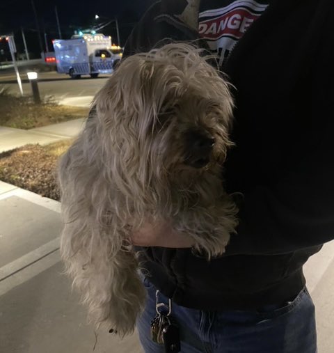 Springfdtx's tweet photo. This boy was found in Northgate Crossing and brought in for a microchip check. No chip was found, so help us find his family. #lostdog #lostdogsofinstagram #lostdogsoftexas #springtx
H/T to firefighter Keenan Roche https://t.co/ZScBv1RPi1