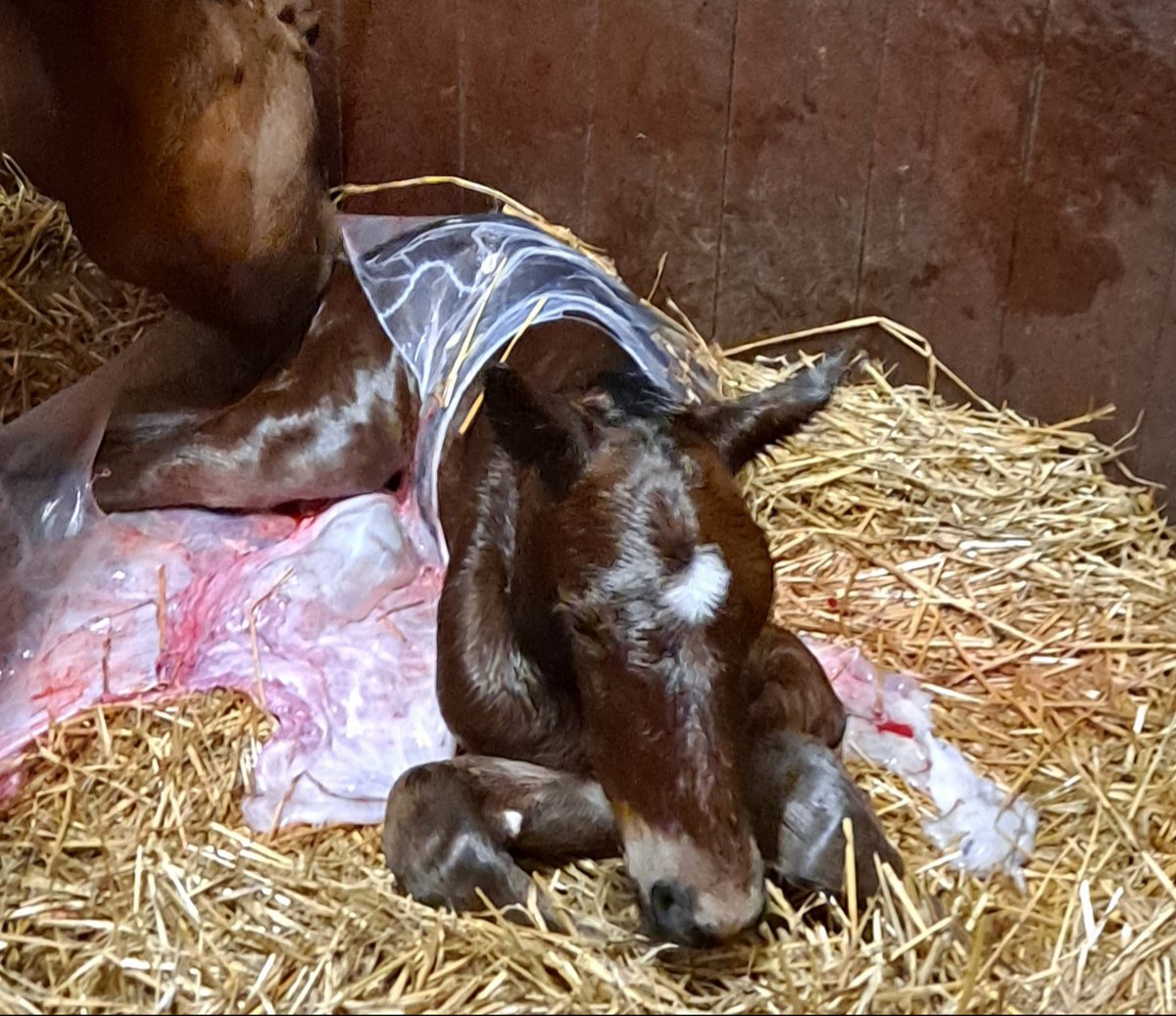 Iloisia varsauutisia! Southwind Spiritin ensimmäinen jälkeläinen Suomessa on syntynyt! Orivarsan emä on Star Look (Look De Star) ja kasvattaja Johanna Kivimäki. Onnittelut! <a href="/hevoskasvatus/">Hevoskasvatus - Suomen Hippos ry</a> <a href="/KorvenheimoTimo/">Timo Korvenheimo</a> #southwindspirit #hevoskasvatus #ravit #suomenravihevoskasvattajiensäätiö