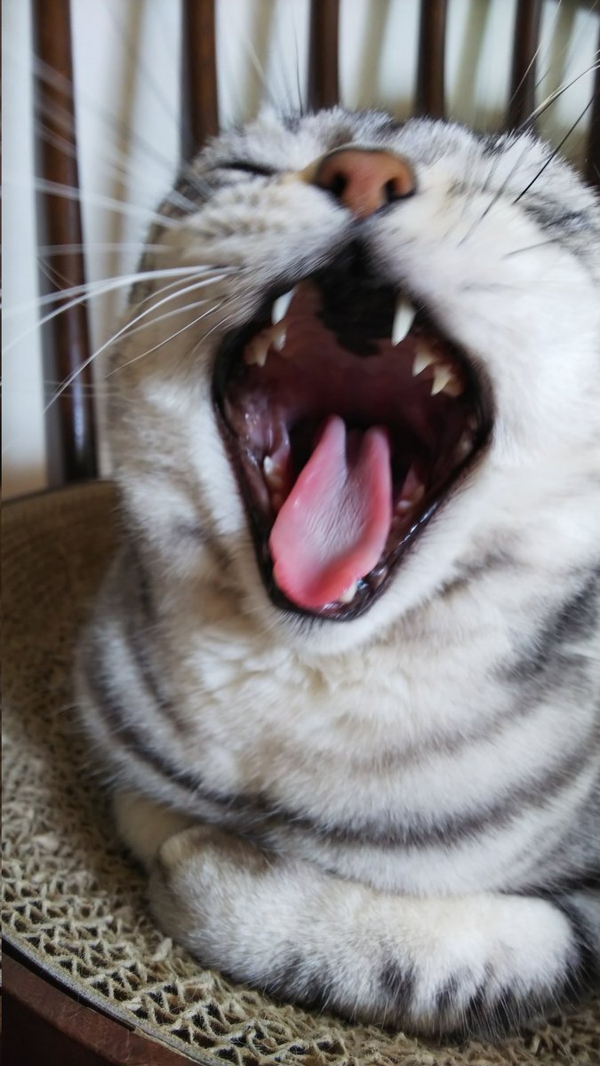 毛皮だけじゃない 猫の口色と模様から妄想を広げてみた ヒメとまいにち