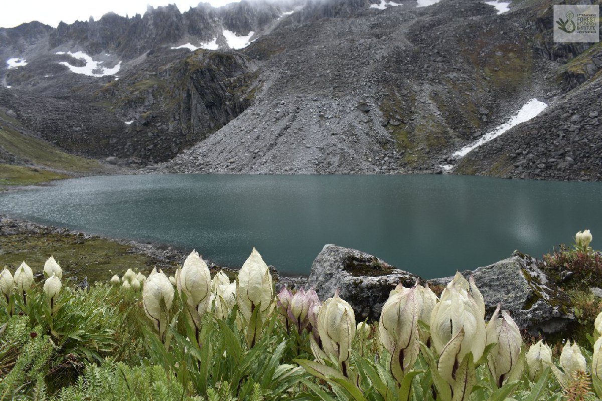 1/n
#Brahma_kamal
This mesmerizing view of Brahama kamal, at 14300 ft altitude around Nandikund Lake in #Chamoli District of #Uttarakhand, recorded by us, last year; it is State flower of Uttarakhand
#beautiful_Himalaya
#NatureBeauty