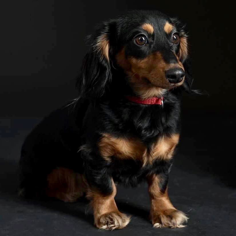 The_Letter8's tweet photo. @DanaTerrace My sophisticated wiener pup https://t.co/PYDQwUx01T