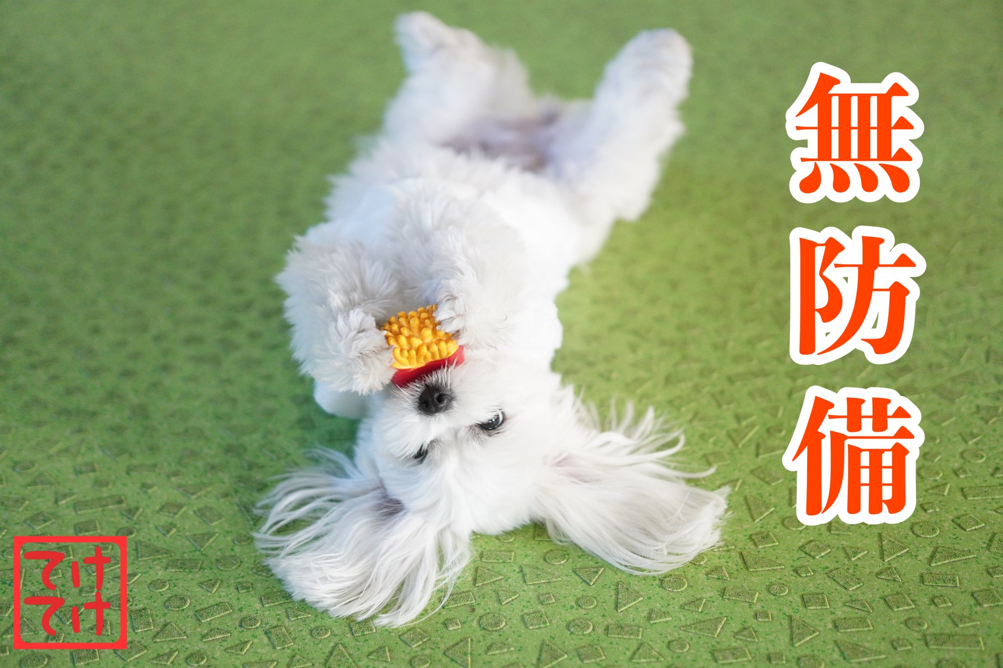 ウェルネスドッグパーク てけてけ Sur Twitter ウェルネスドッグパークてけてけ 倉敷ドッグラン 倉敷ドッグカフェ 自分の家 犬好きさんとつながりたい 自分の家かな T Co Dbomq4oe8v Twitter