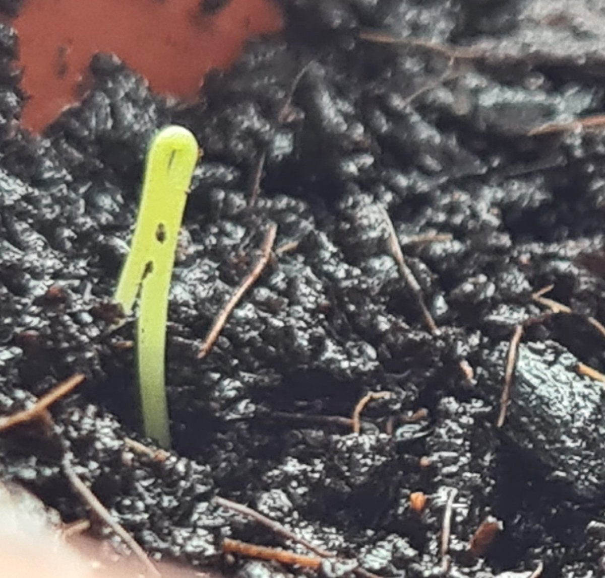 LastWeekNews's tweet image. In a change from the published programme, only growing a single chive this year.