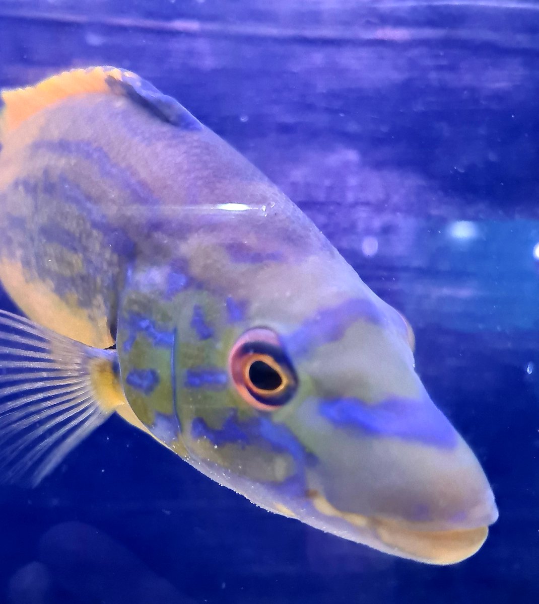 We're open now until the end of October. Come and meet Curtis, our Cuckoo Wrasse, who stands out with his stunning electric blue and orange colouring. He looks like he belongs in the tropics, but you may be surprised to know #CuckooWrasse are found in our local waters.
#lymeregis