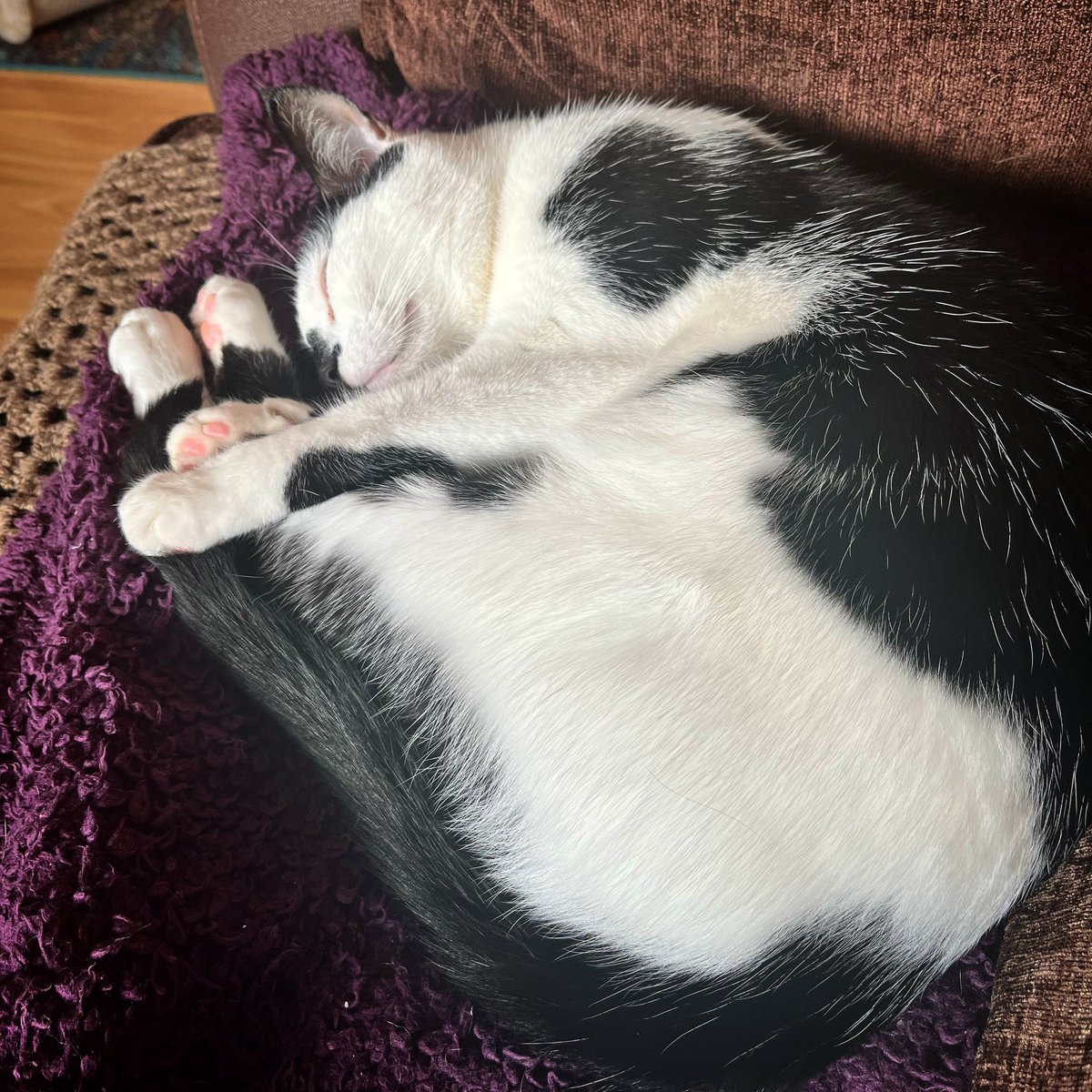 soundbag6's tweet photo. #Caturday https://t.co/Lmq1R5Xzws
