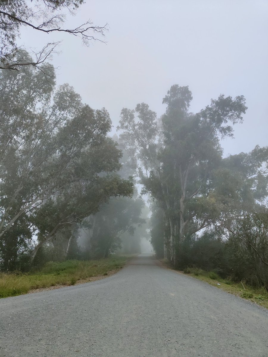 Esta mañana la niebla se apoderaba del paisaje en el <a href="/ParqueAlamillo/">Parque del Alamillo</a>