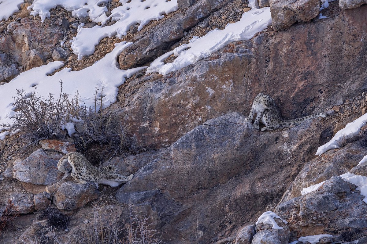The mating pair from this season (2022) of Snow Leopard Expedition in Spiti, Himachal Pradesh. #capturedoncanon #snowleopardexpedition #ismailshariff